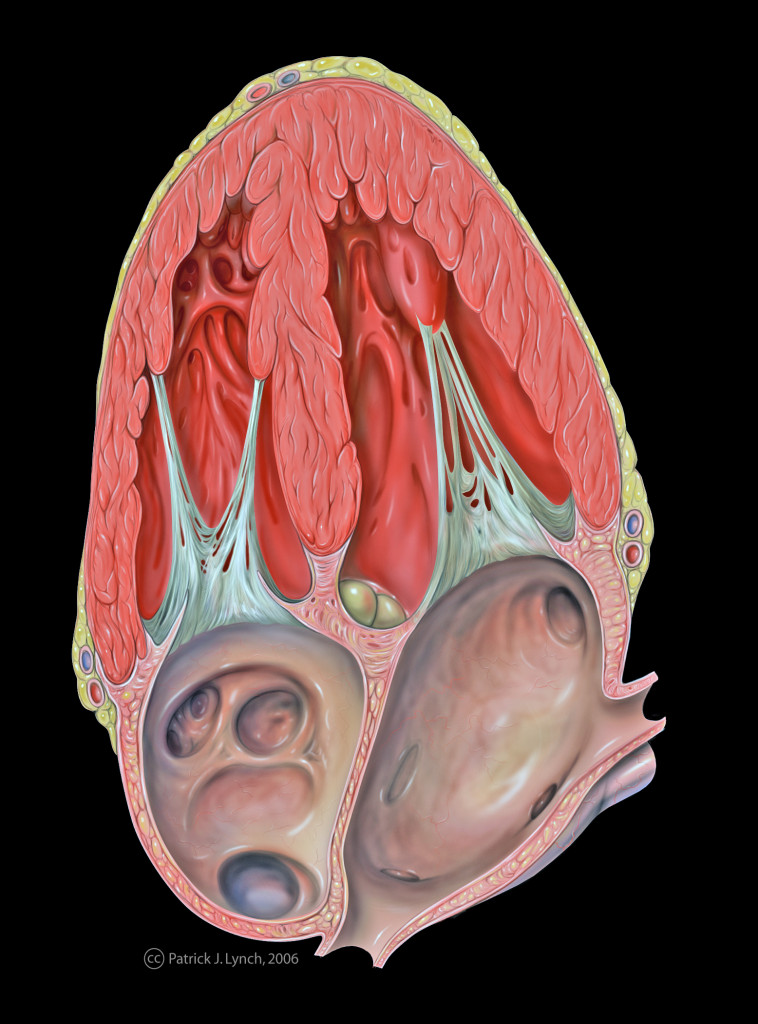 Heart Apical 4-Chamber Anatomy