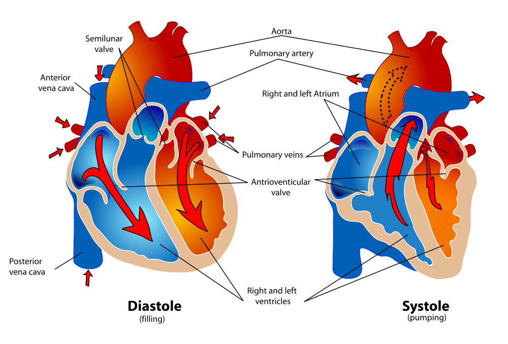 Direction of blood flow during Systolic and Diastolic Phases