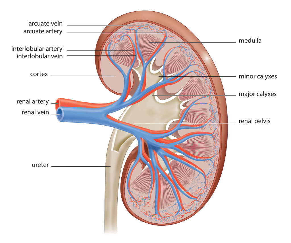 Picture of the Kidney and its Internal Parts: blodd vessels, cortices, calices, renal pelvis, medulla, and ureter