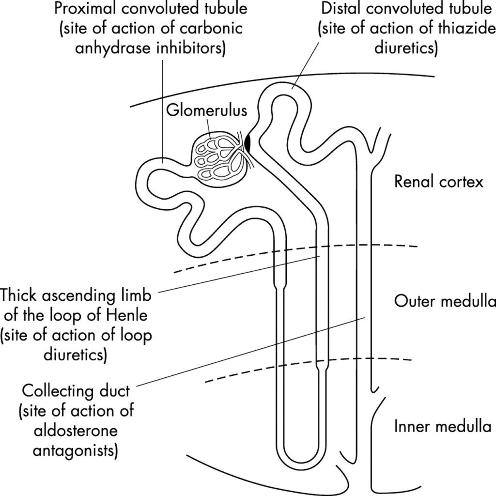 Schematic diagram of the nephron demonstrating the site of action of diuretics. Source: PostGraduate Medical Journal